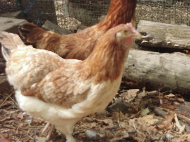 20346_mvc00247.jpg