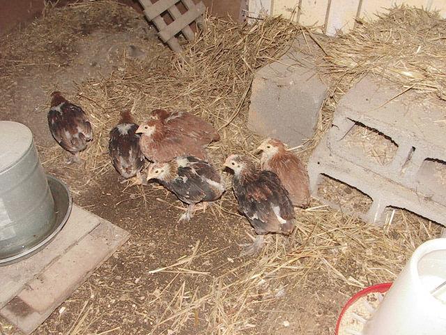 20346_new_hens_4.jpg