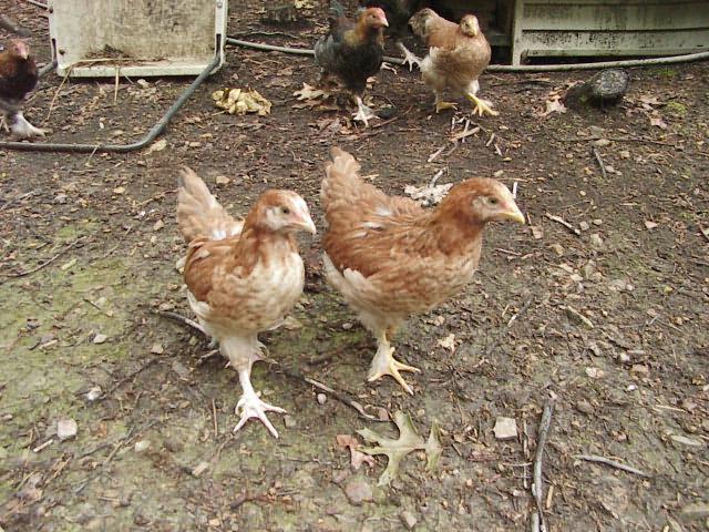 20346_picture_024.jpg