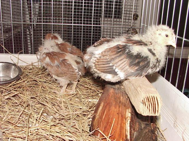 20346_roohennchick.jpg