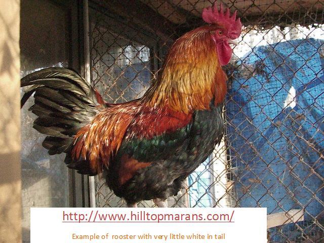 20346_rooster_no_white_in_tail.jpg