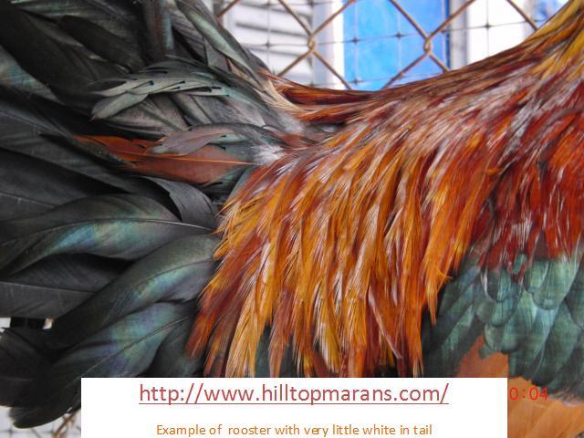 20346_rooster_no_white_in_tail_2.jpg