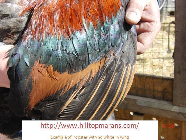 20346_rooster_with_no_white_in_wing.jpg