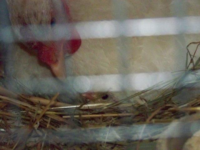 20382_chicks_018.jpg