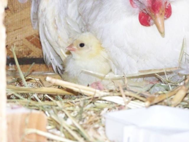 20382_more_chicks_004.jpg