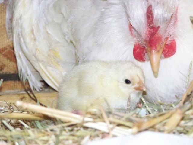 20382_more_chicks_005.jpg