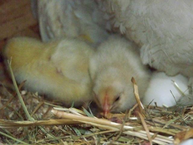 20382_more_chicks_006.jpg