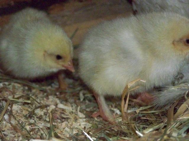 20382_more_chicks_007.jpg