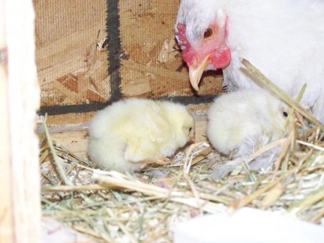 20382_more_chicks_008.jpg