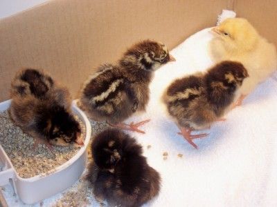 20399_chickers1.jpg
