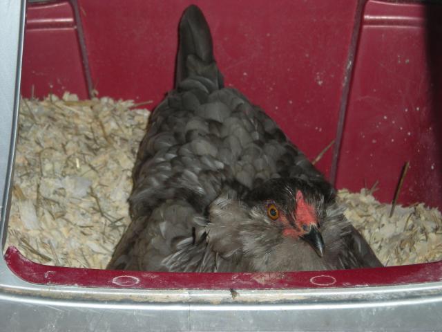 20405_broody_001.jpg
