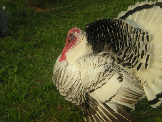 20405_farm_003.jpg