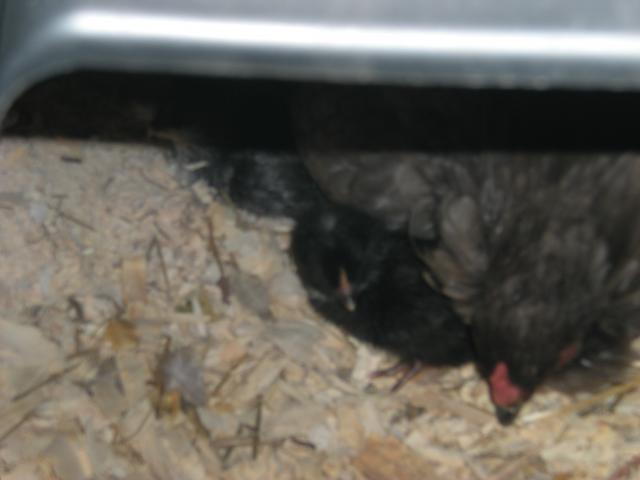 20405_newchicks_002.jpg