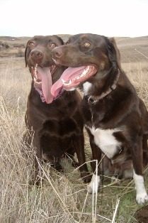 20412_kona_and_cookie.jpg
