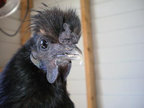 20413_black_hen.jpg