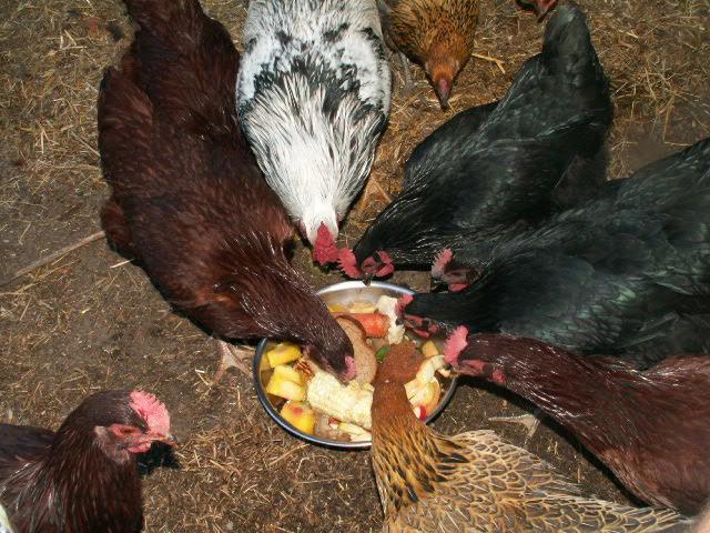 20427_pict0079.jpg