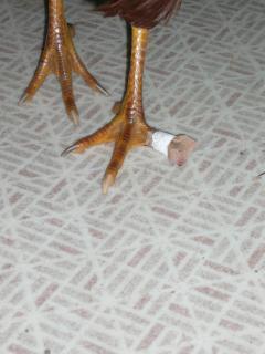 20446_fiesty_foot.jpg