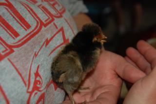 20470_chickens_001.jpg
