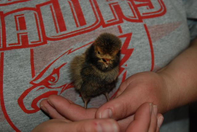 20470_chickens_002.jpg