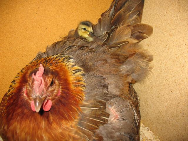 20476_in_mommas_tail_feathers.jpg