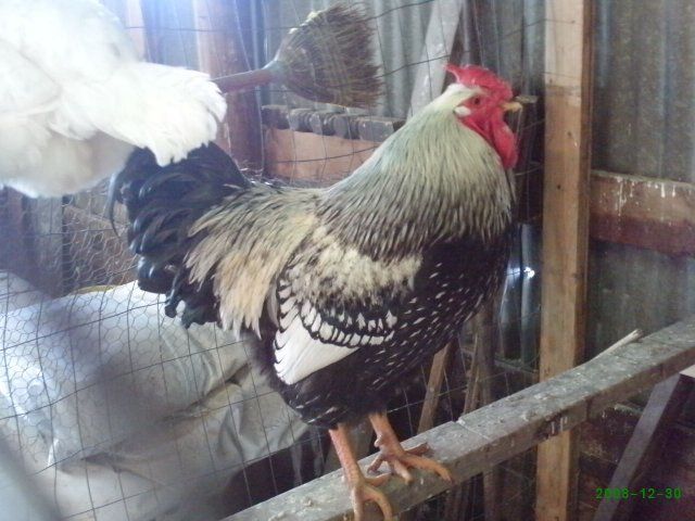 20476_mr_rooster.jpg