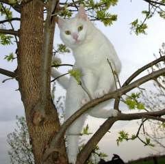 20496_nellie.jpg