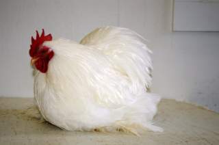 20496_white_cochin_bantam.jpg