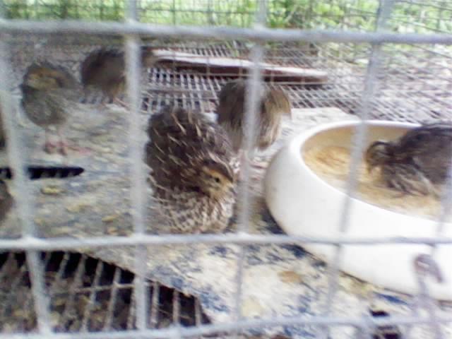 20519_quail.jpg