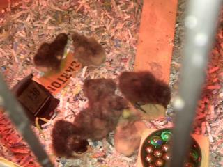 20536_brooder_pic_3_15_09.jpg