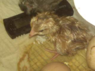20536_chick.jpg