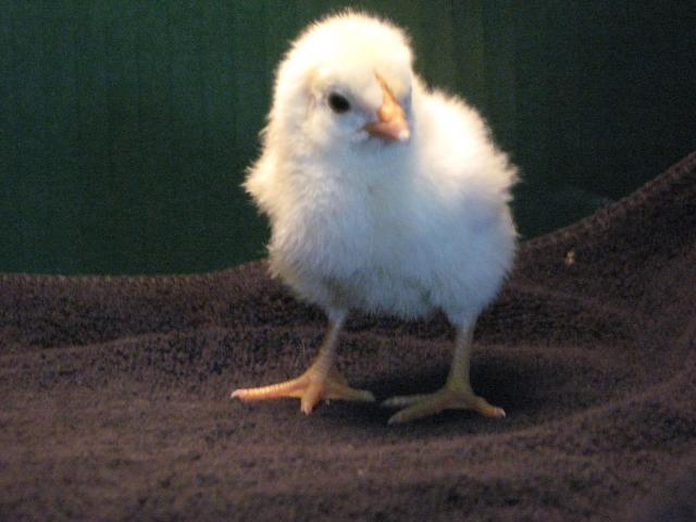 20567_new_chicks_009.jpg