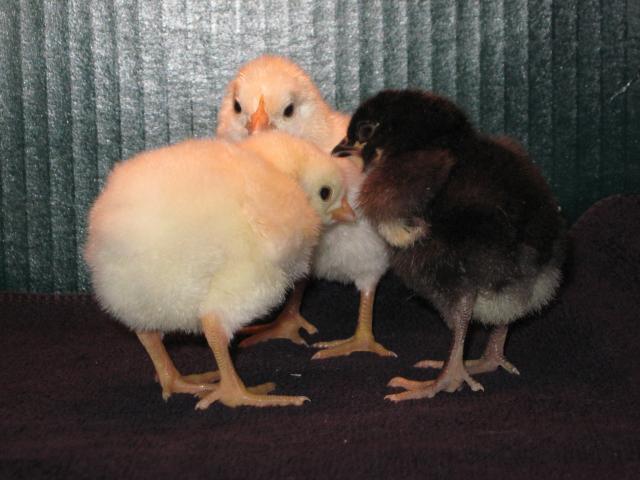 20567_new_chicks_011.jpg