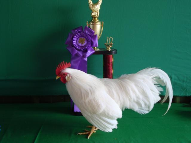 20580_170.jpg