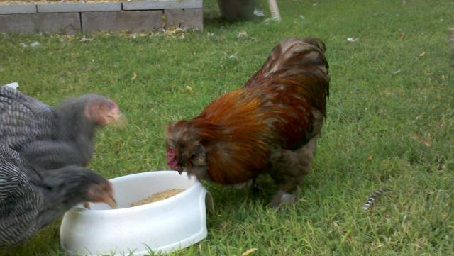 20590_2011-09-29_18-01-28_393.jpg