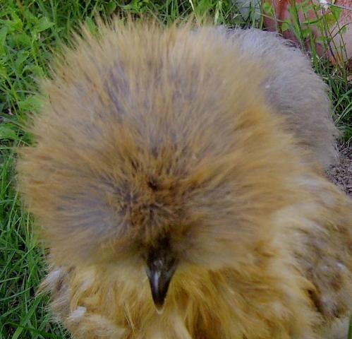 20590_blue_partridge_pullet.jpg
