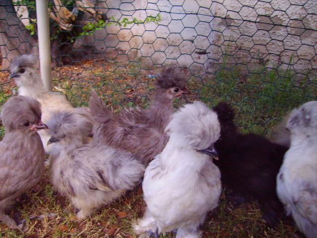 20590_imgp1179-khaki_sizzle_polishxsilkie.jpg