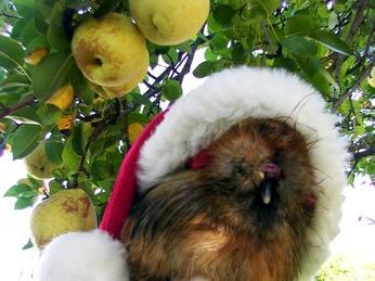 20590_resized_partridge_in_a_pear_tree_dcp_0036.jpg