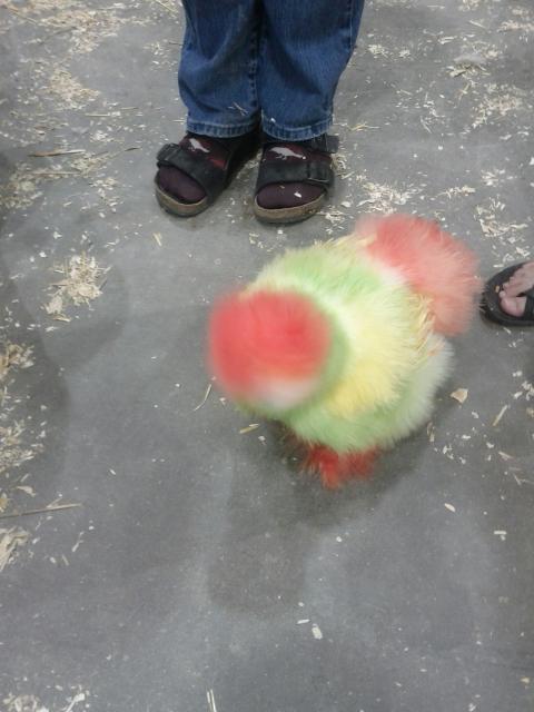 20590_sherbert_silkie.jpg