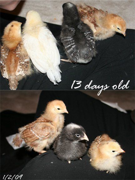 20654_13days.jpg