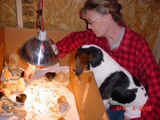 20693_scoobie_helping_me_with_the_chicks.jpg