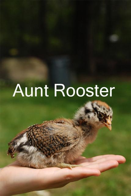 20705_auntrooster_copy.jpg