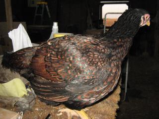 20714_img_0065.jpg