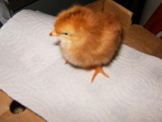 20720_hpim0419.jpg