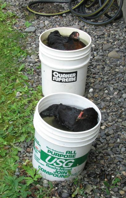 20760_chickenbucket.jpg