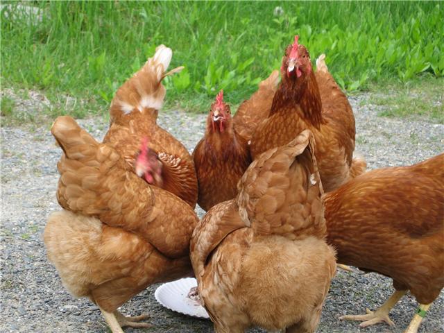 20760_chickens.jpg