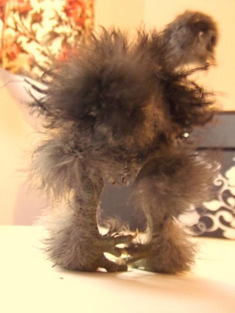 20760_dscf1168.jpg