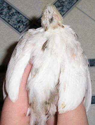 20790_rb_splash_5-19-09.jpg