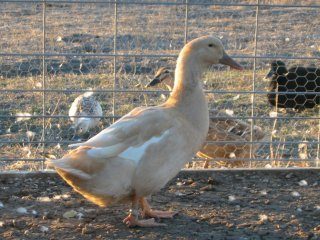 20793_image130.jpg