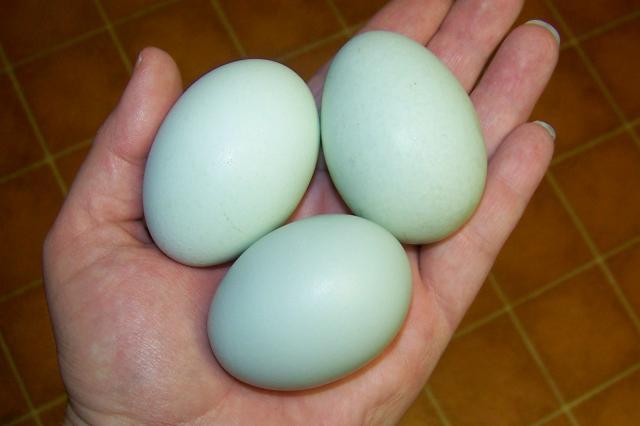 20890_eggsblue.jpg