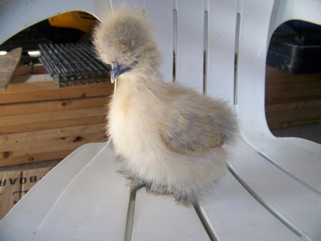 20890_silkie_peaches.jpg